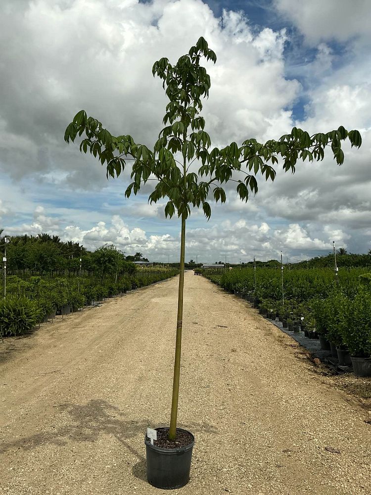 ceiba-speciosa-floss-silk-tree