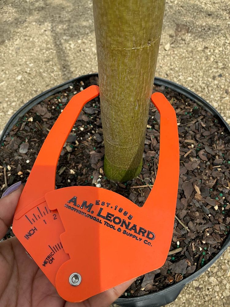 ceiba-speciosa-floss-silk-tree