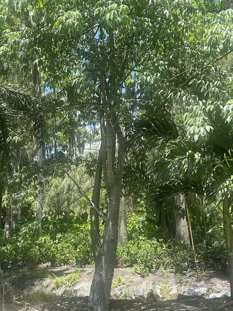 ceiba-speciosa-floss-silk-tree