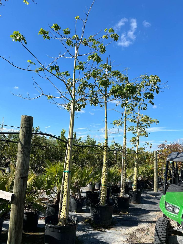 ceiba-speciosa-floss-silk-tree