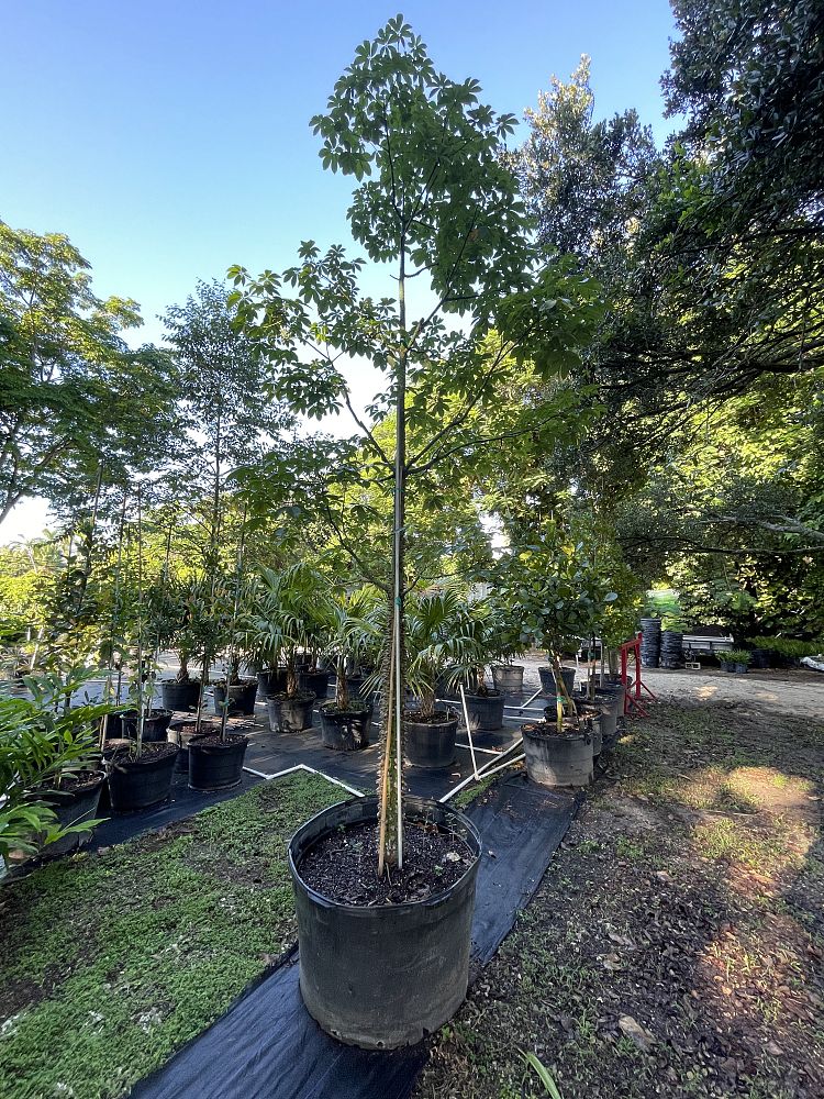 ceiba-speciosa-floss-silk-tree