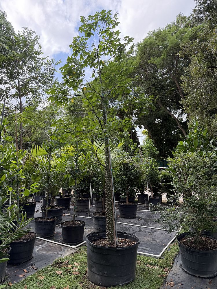 ceiba-speciosa-floss-silk-tree