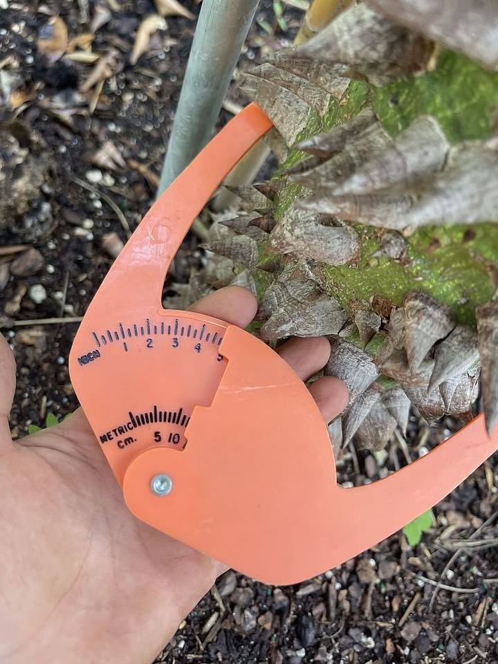 ceiba-speciosa-floss-silk-tree