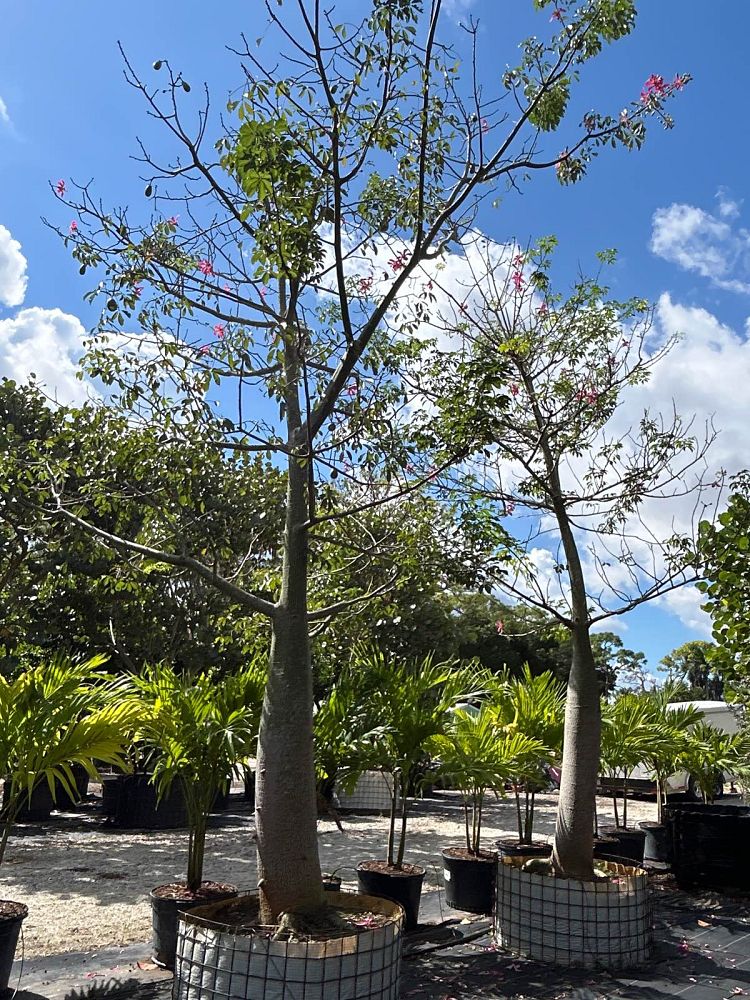 ceiba-speciosa-floss-silk-tree