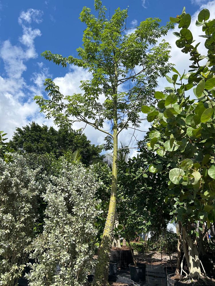 ceiba-speciosa-floss-silk-tree