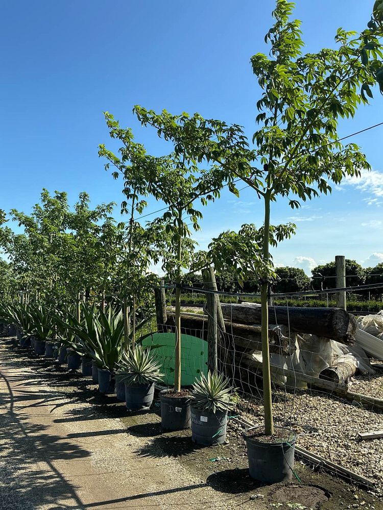 ceiba-speciosa-floss-silk-tree