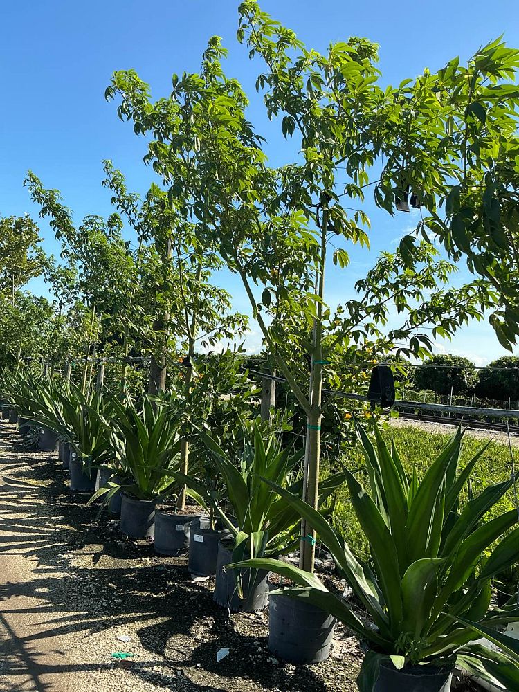 ceiba-speciosa-floss-silk-tree