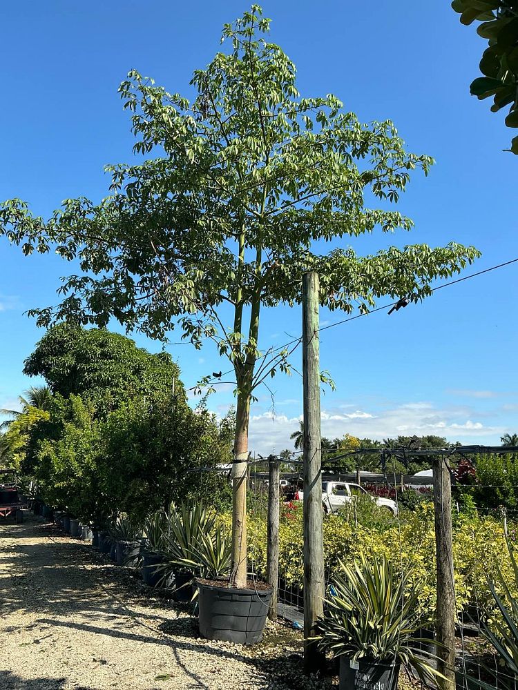 ceiba-speciosa-floss-silk-tree