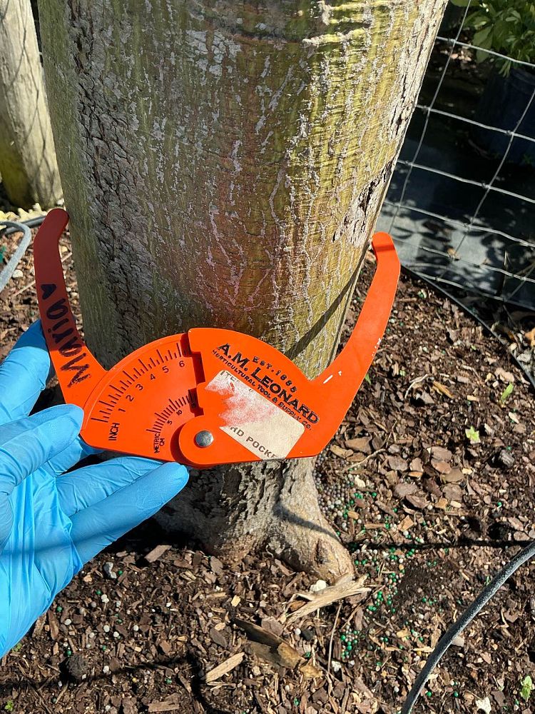 ceiba-speciosa-floss-silk-tree