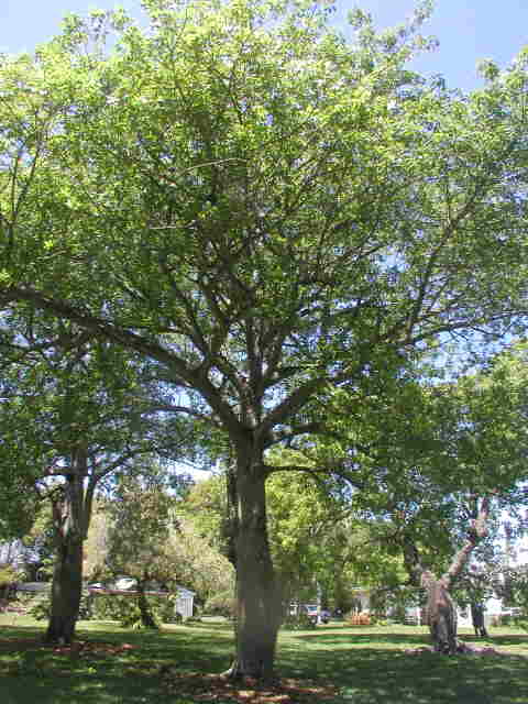 ceiba-speciosa