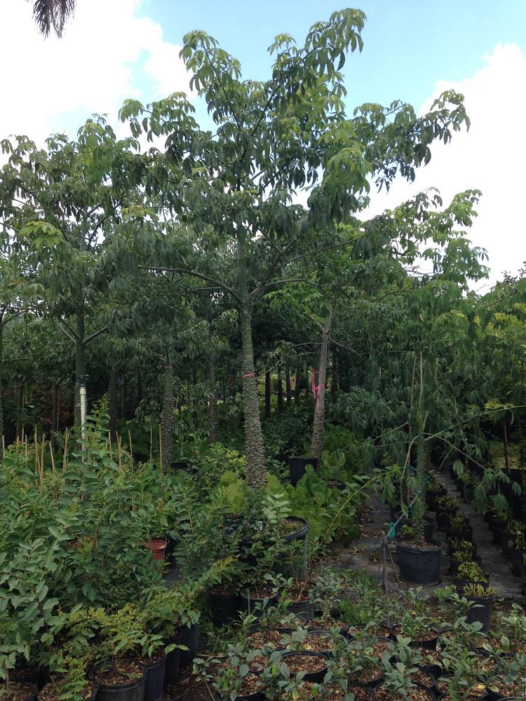 ceiba-speciosa
