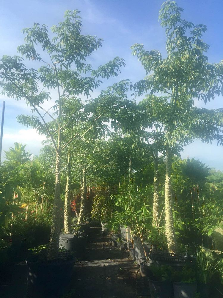 ceiba-speciosa