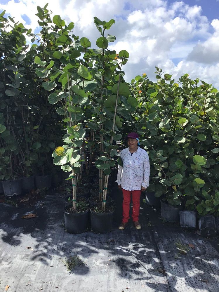 ceiba-speciosa