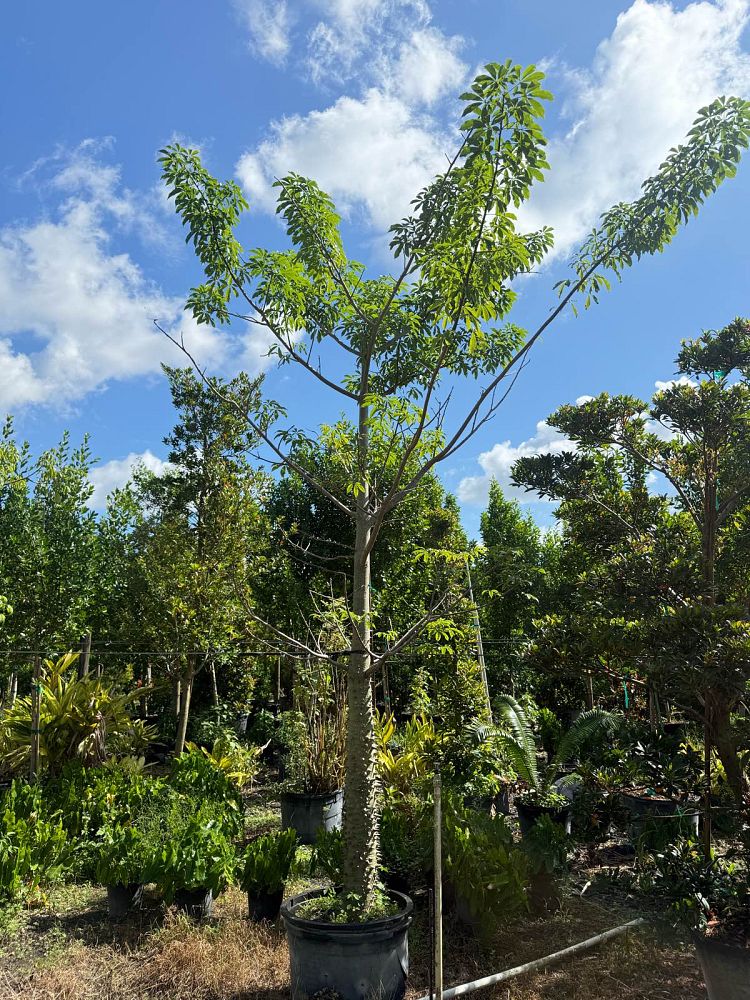 ceiba-speciosa
