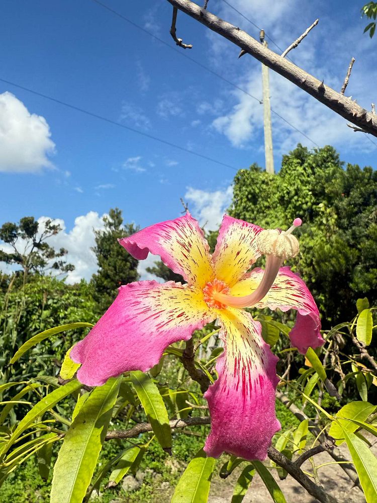 ceiba-speciosa