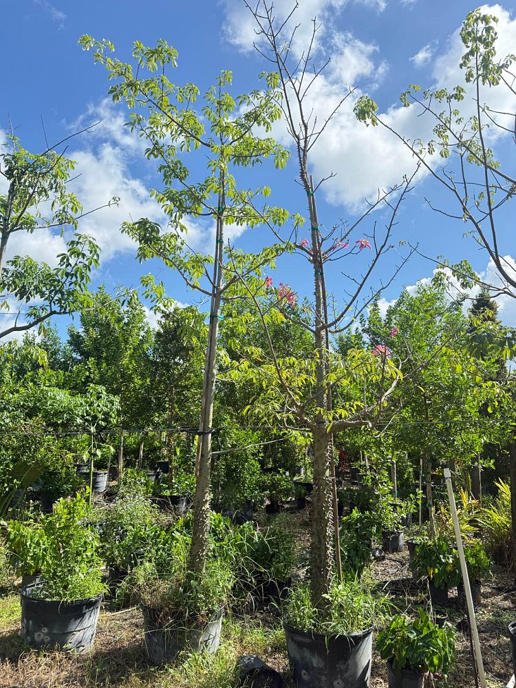 ceiba-speciosa