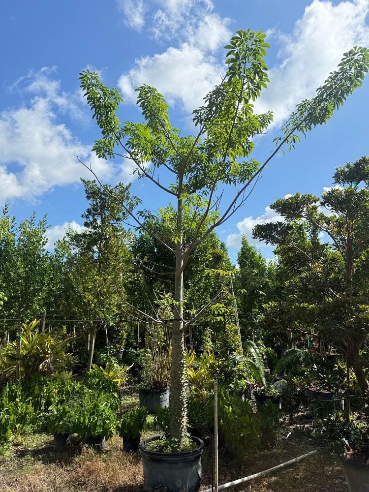 ceiba-speciosa