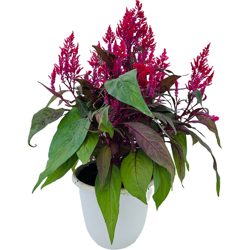 celosia-argentea-dragon-s-breath-plume-plant-cockscomb