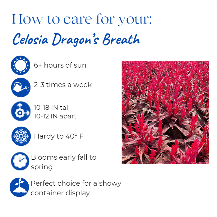 celosia-argentea-dragon-s-breath-plume-plant-cockscomb