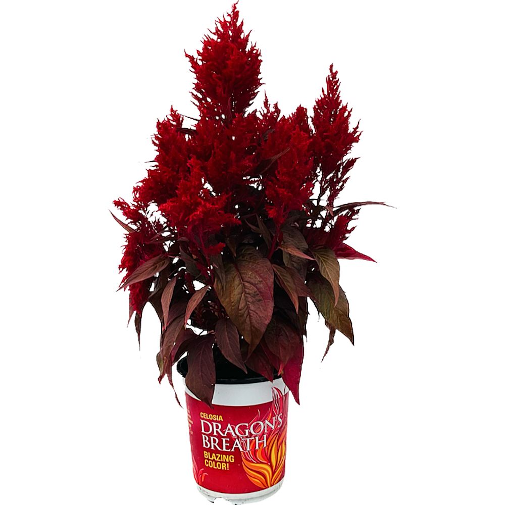 celosia-argentea-dragon-s-breath-plume-plant-cockscomb