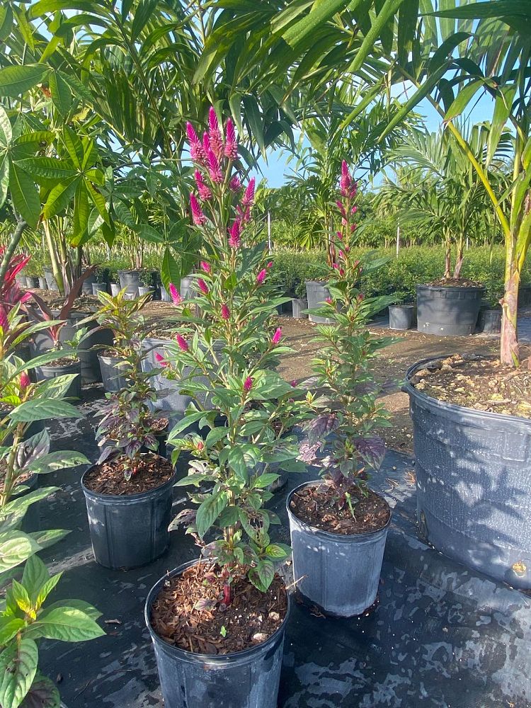 celosia-argentea-intenz-dark-purple-plumed-cockscomb-silver-cock-s-comb-feathered-amaranth