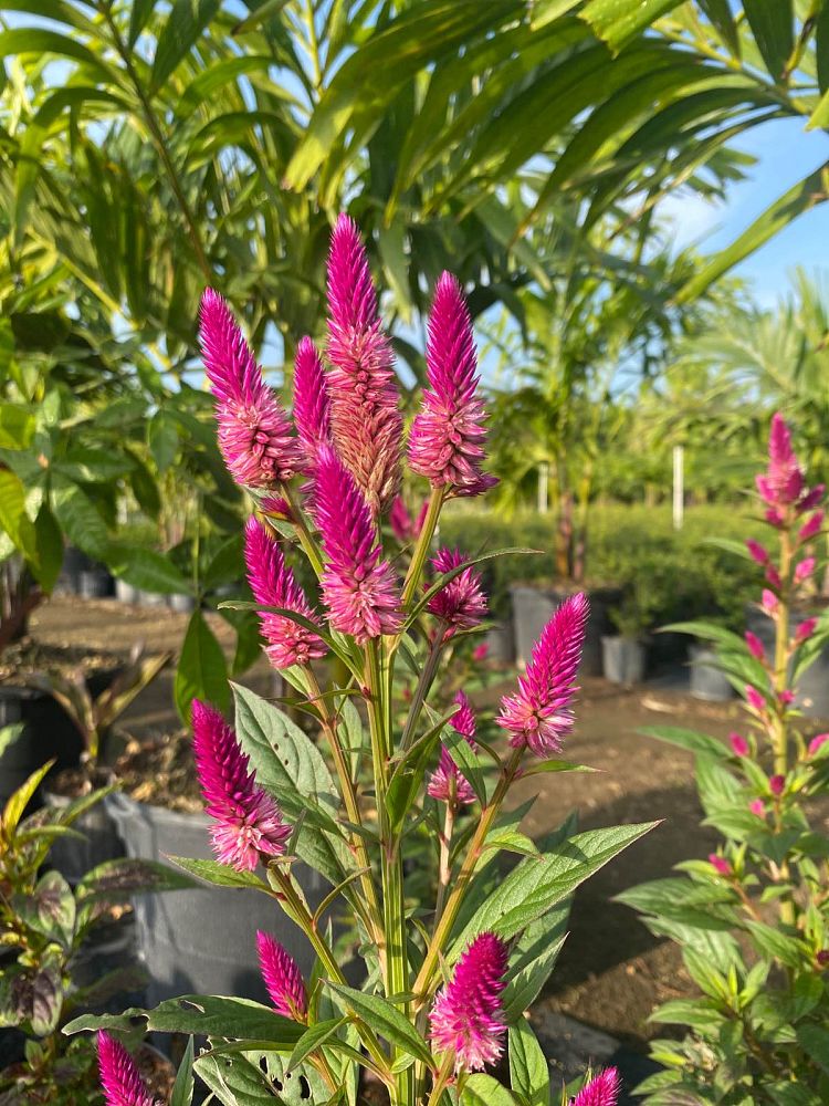 celosia-argentea-intenz-dark-purple-plumed-cockscomb-silver-cock-s-comb-feathered-amaranth