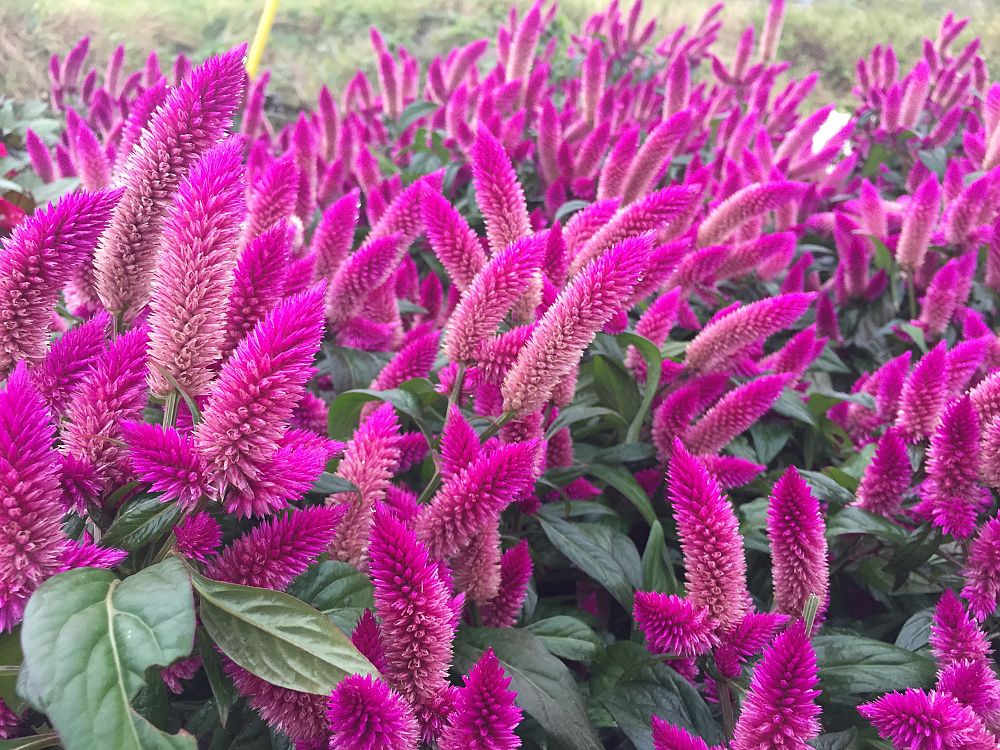 celosia-argentea-intenz-plumed-cockscomb-silver-cock-s-comb-feathered-amaranth