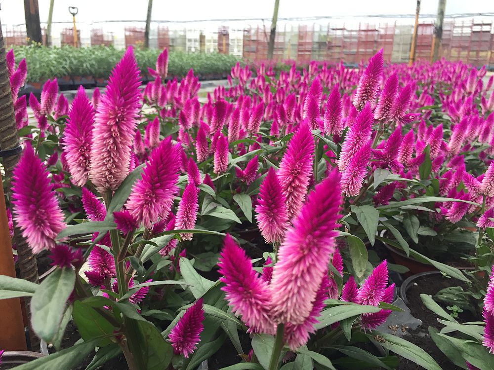 celosia-argentea-intenz-plumed-cockscomb-silver-cock-s-comb-feathered-amaranth