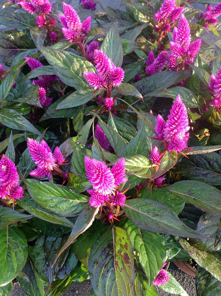 celosia-argentea-intenz-plumed-cockscomb-silver-cock-s-comb-feathered-amaranth