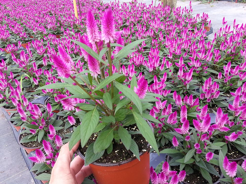 celosia-argentea-intenz-plumed-cockscomb-silver-cock-s-comb-feathered-amaranth