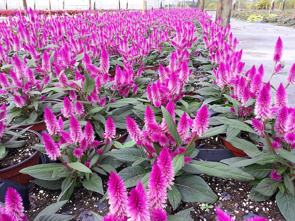 celosia-argentea-intenz-plumed-cockscomb-silver-cock-s-comb-feathered-amaranth