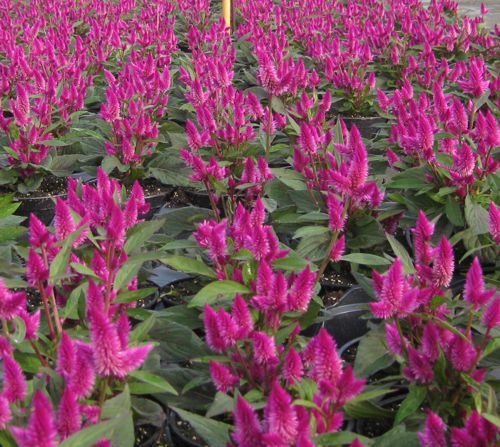 celosia-argentea-intenz-plumed-cockscomb-silver-cock-s-comb-feathered-amaranth