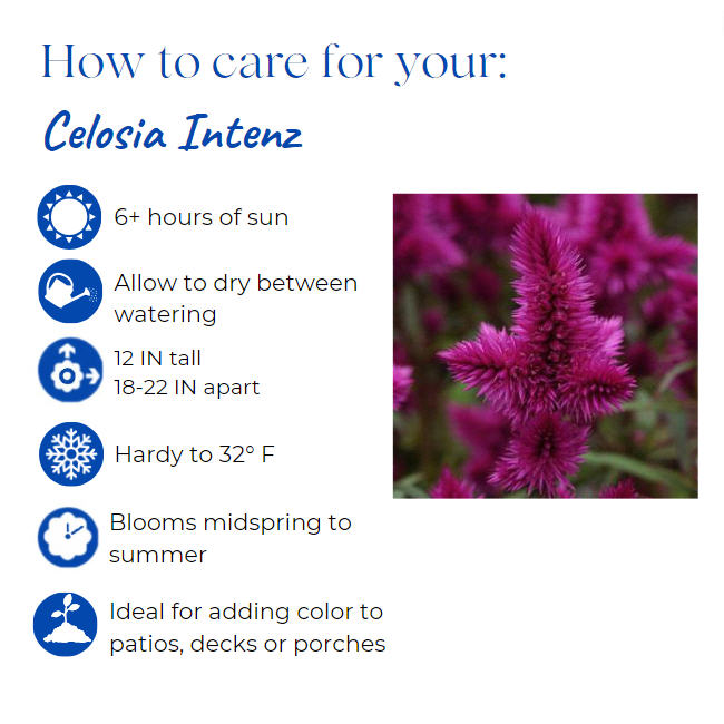 celosia-argentea-intenz-plumed-cockscomb-silver-cock-s-comb-feathered-amaranth