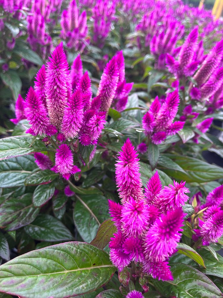 celosia-argentea-intenz-plumed-cockscomb-silver-cock-s-comb-feathered-amaranth