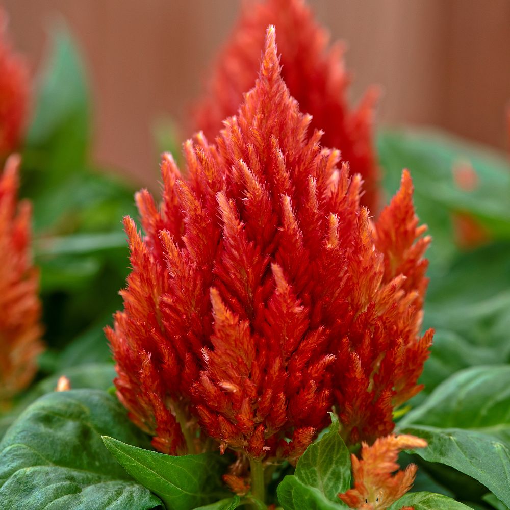 celosia-argentea-plumosa-kimono-orange-feathered-amaranth-plumosa-group-plume-plant-cockscomb