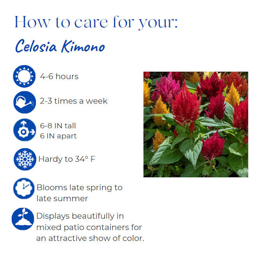 celosia-argentea-plumosa-kimono-red-feathered-amaranth-plumosa-group-plume-plant-cockscomb