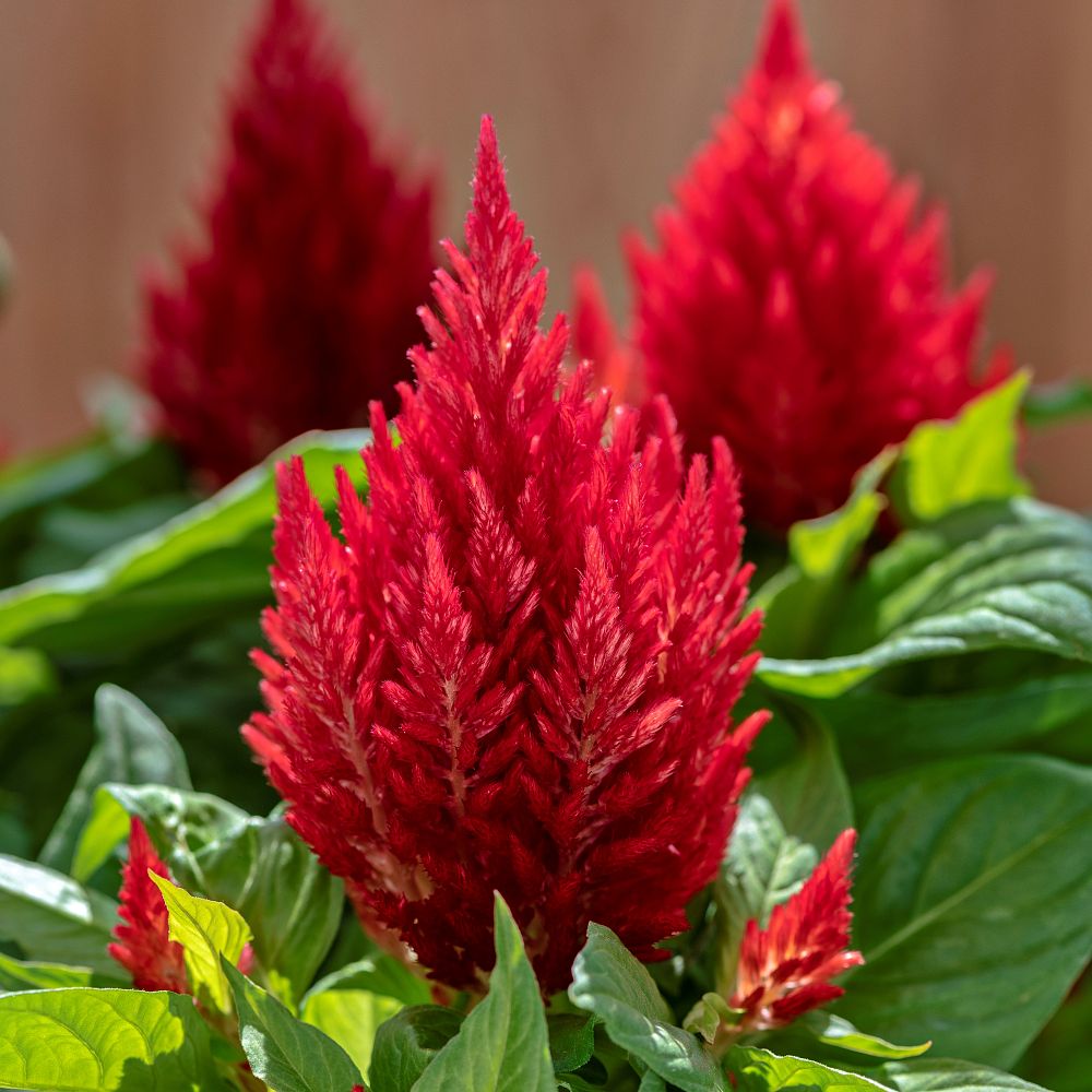 celosia-argentea-plumosa-kimono-red-feathered-amaranth-plumosa-group-plume-plant-cockscomb