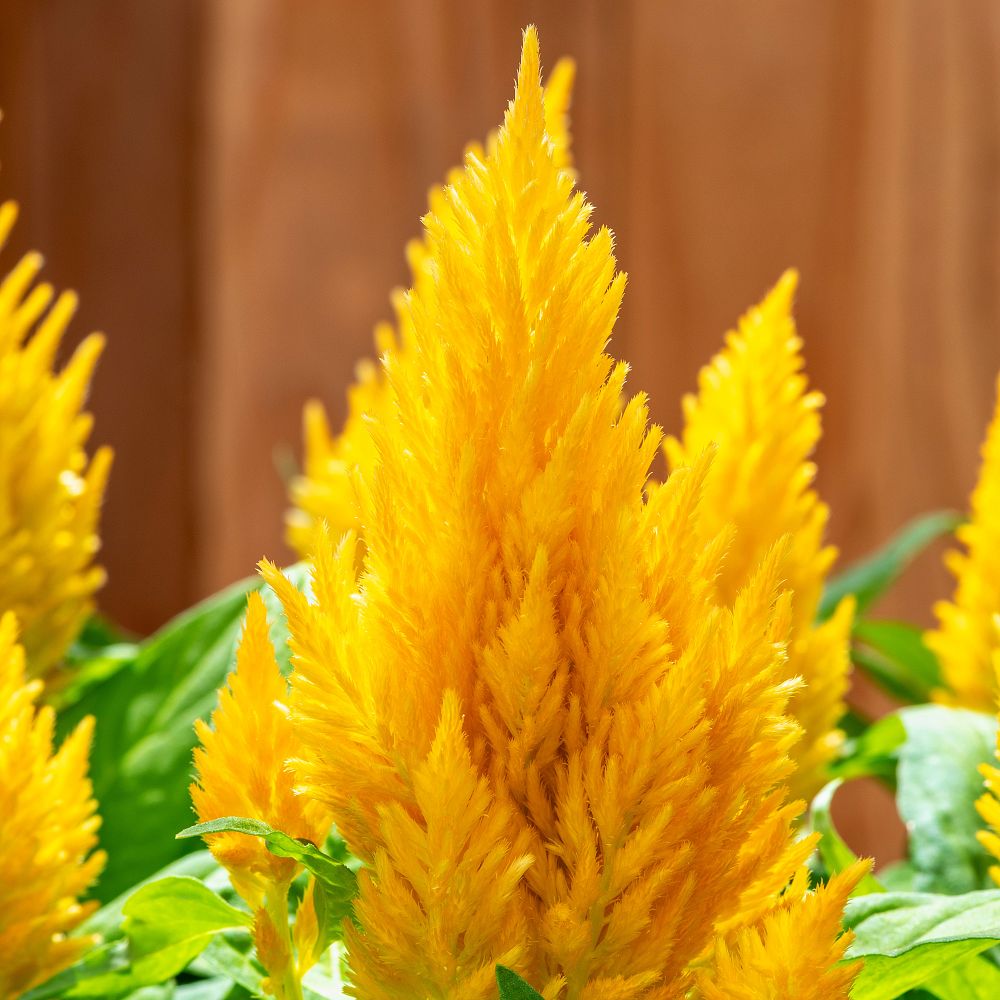 celosia-argentea-plumosa-kimono-yellow-feathered-amaranth-plumosa-group-plume-plant-cockscomb