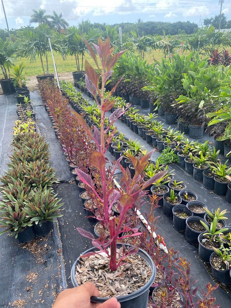 celosia-cock-s-comb-woolflower
