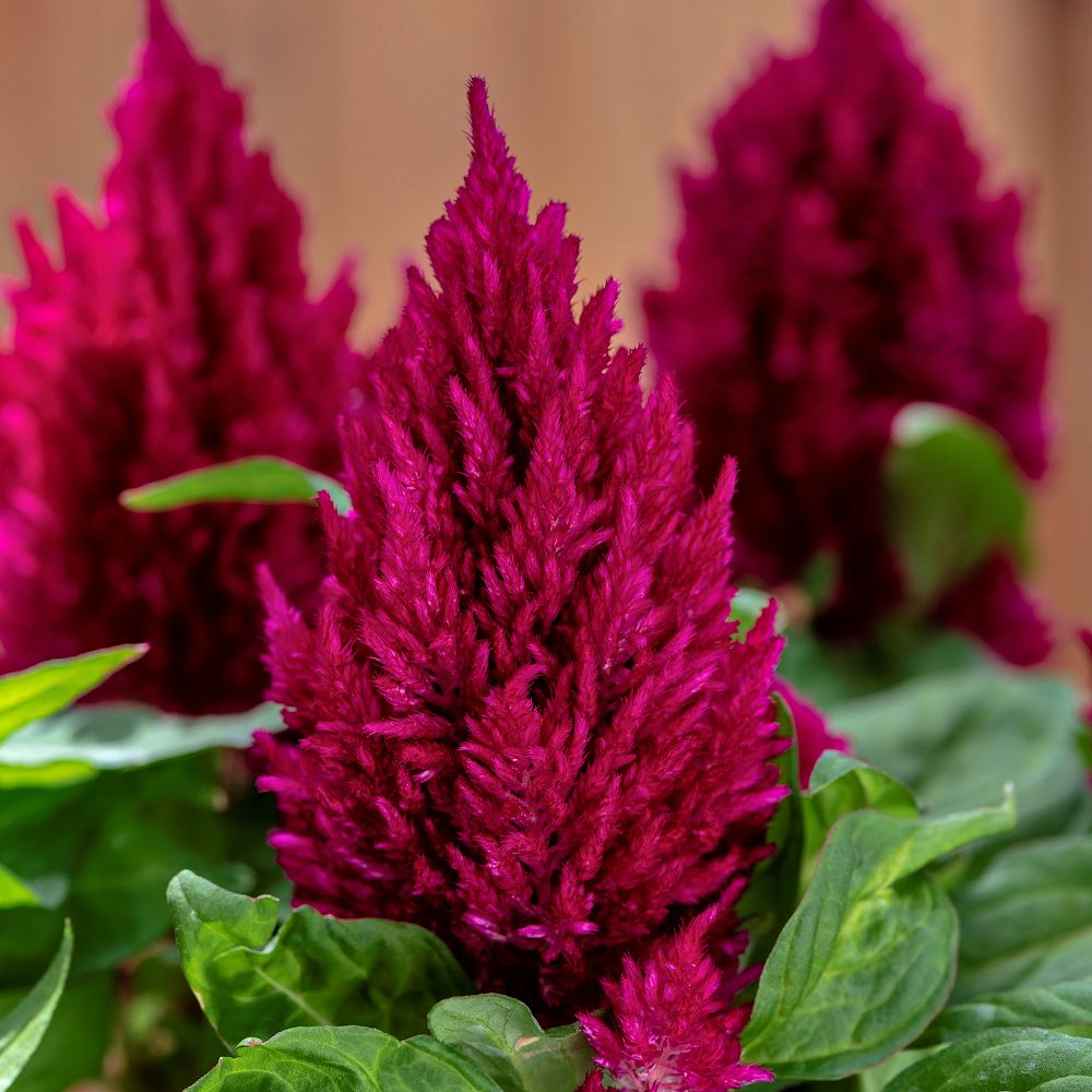 celosia-cock-s-comb-woolflower