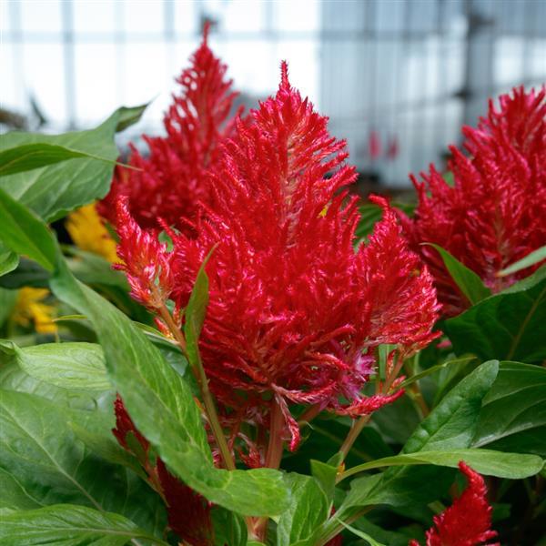 celosia-cock-s-comb-woolflower