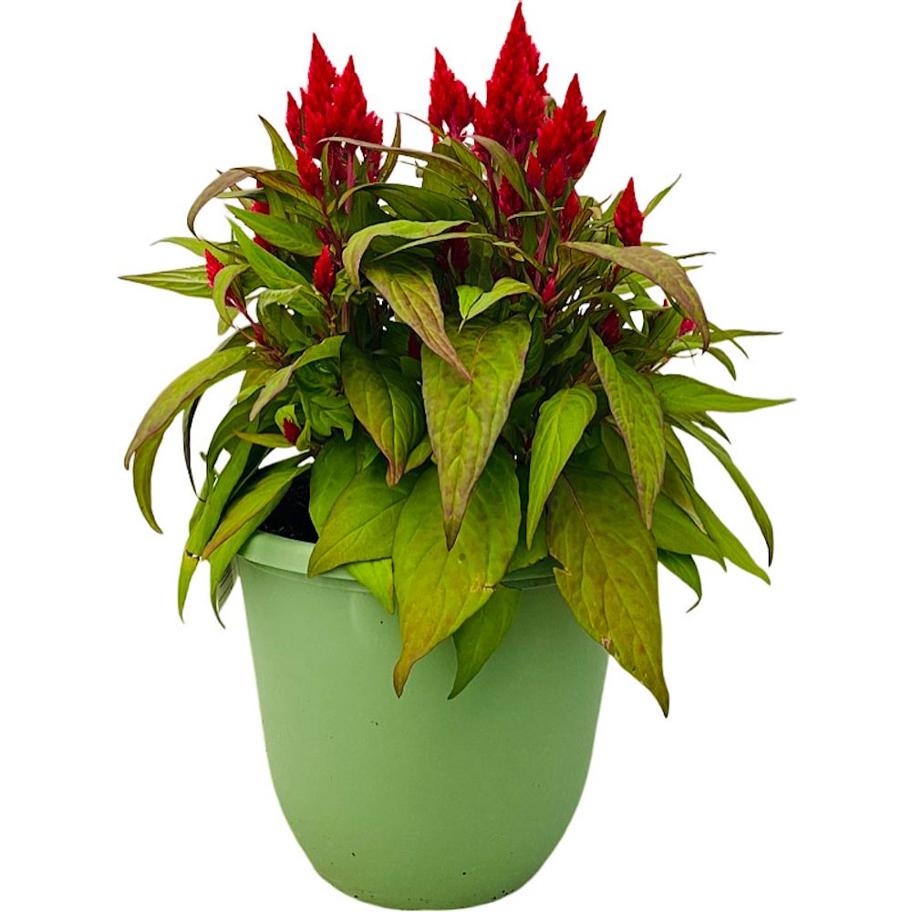 celosia-cock-s-comb-woolflower