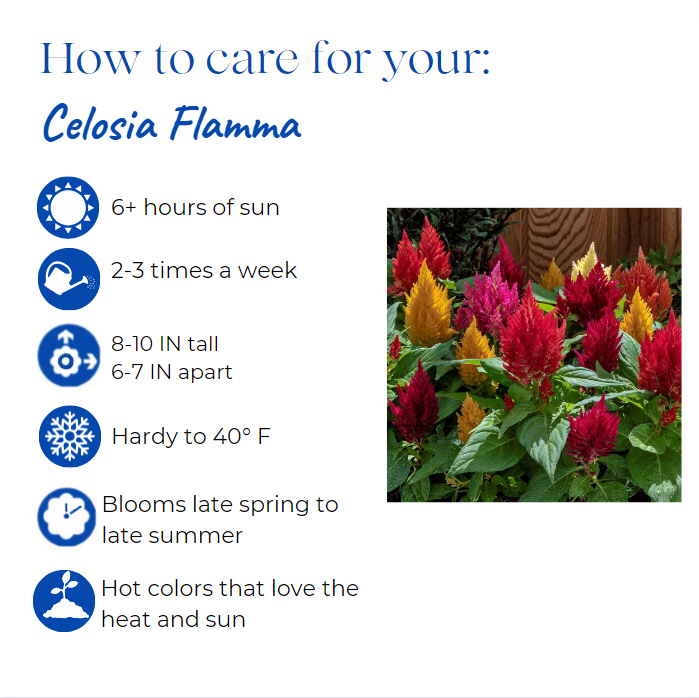 celosia-cock-s-comb-woolflower