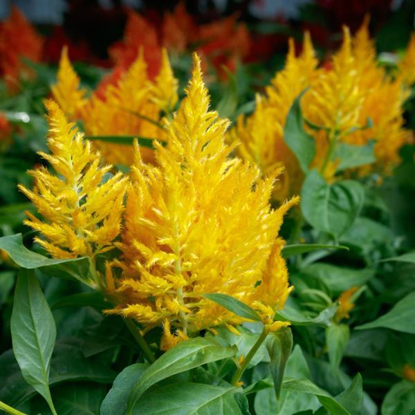 celosia-cock-s-comb-woolflower