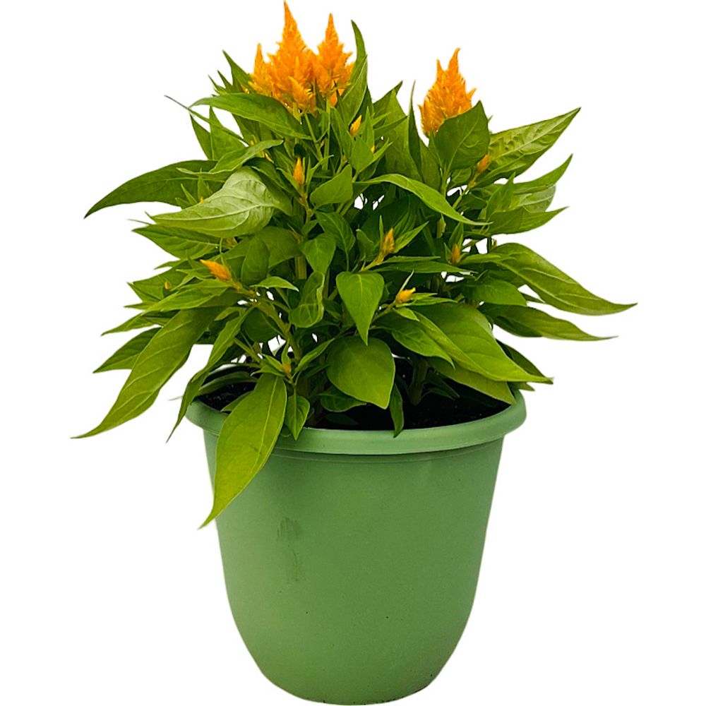 celosia-cock-s-comb-woolflower