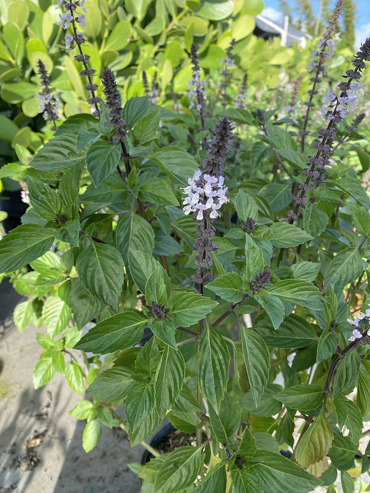 celosia-virgata-albahaca