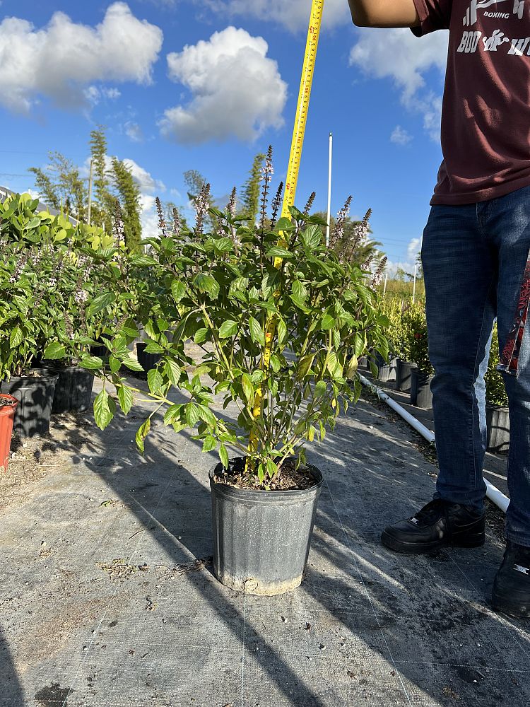 celosia-virgata-albahaca