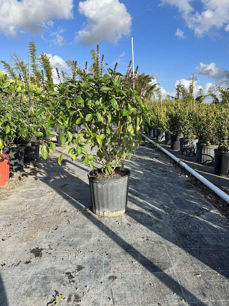 celosia-virgata-albahaca