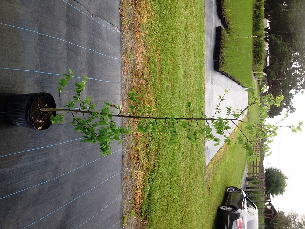 celtis-laevigata-sugarberry