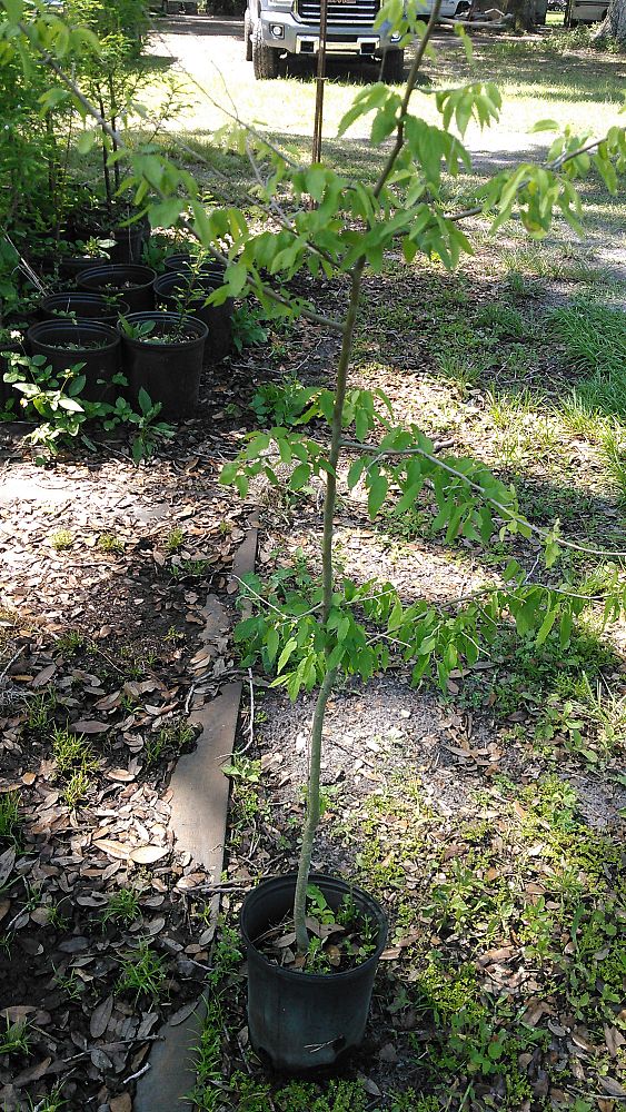 celtis-laevigata-sugarberry